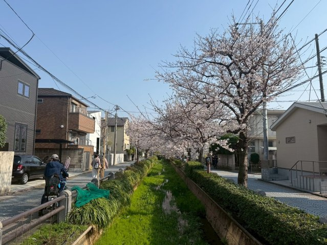 閑静な住宅街を彩る緑道と桜並木。日々の散策も愉しみになる心地よい周辺環境。