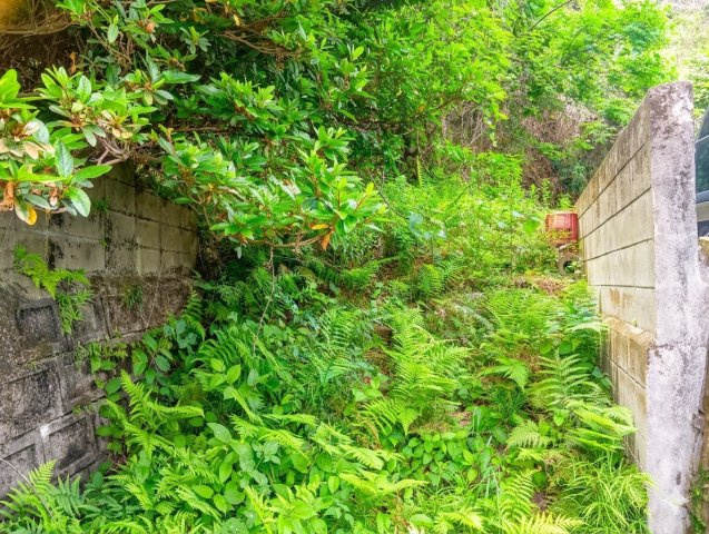 裏庭にあがる階段