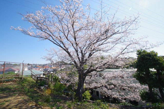 令和8年4月3日撮影