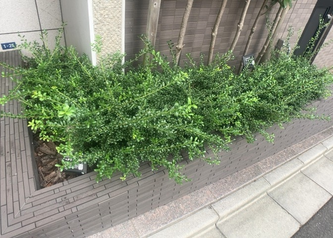 中庭（パティオ）とは、一つの建築物の内部に設けられた、壁などで囲われている庭のことを指します。コの字型、ロの字型が主流ですが、L字型の中庭もあります。最近では、インテリア性の高さからも人気があります。