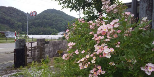 【高山市清見町三日町の中古戸建ての庭】