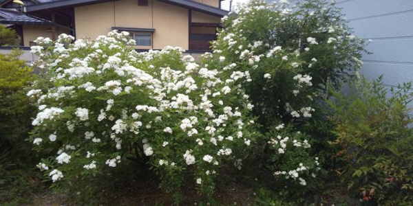 【高山市清見町三日町の中古戸建ての庭】