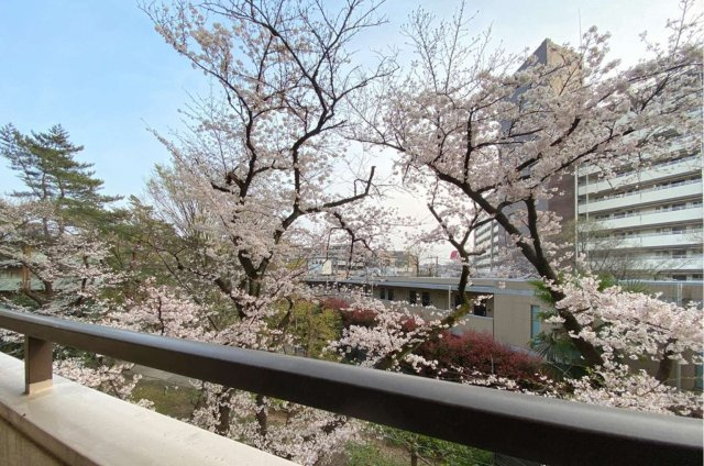 角部屋ならではの開放感があり、春には桜も鑑賞できる眺望です。