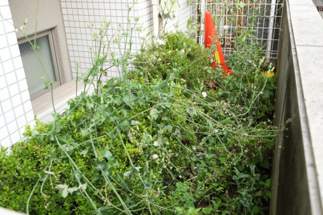 物件によっては、入居者が個人的に使用できる専用庭がついているものもあります。また、住宅の中にある土間の部分を庭と呼ぶこともあります。庭の用途は住む人によって変わり、それによってデザインもさまざまです。