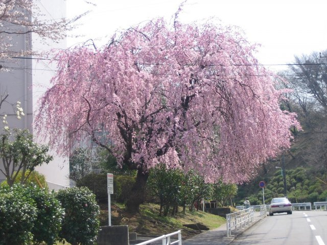 春に咲く竹山団地内の枝垂れ桜