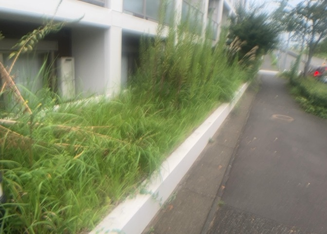 中庭（パティオ）とは、一つの建築物の内部に設けられた、壁などで囲われている庭のことを指します。コの字型、ロの字型が主流ですが、L字型の中庭もあります。最近では、インテリア性の高さからも人気があります。