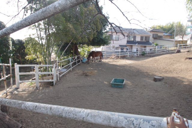 向いにある馬の牧場です。