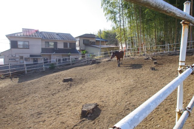 向いにある馬の牧場です。