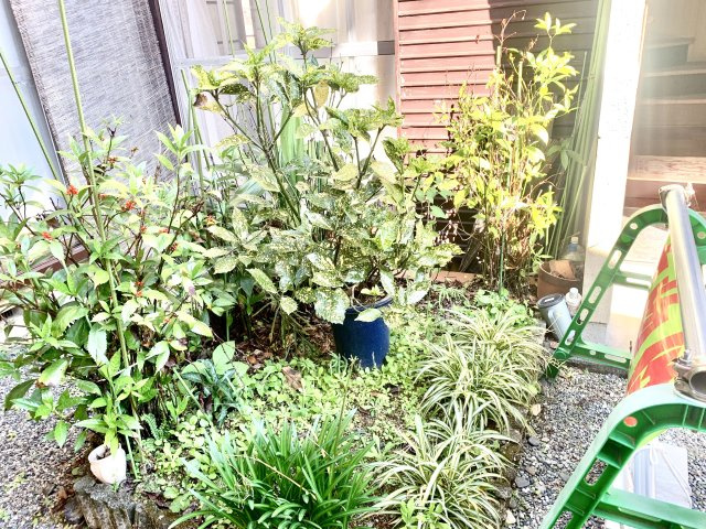 コンパクトでお手入れがしやすいお庭です