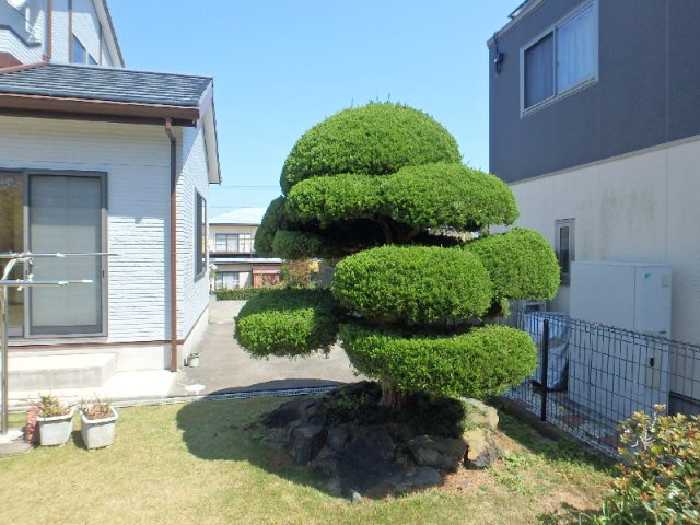 庭