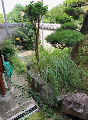 庭