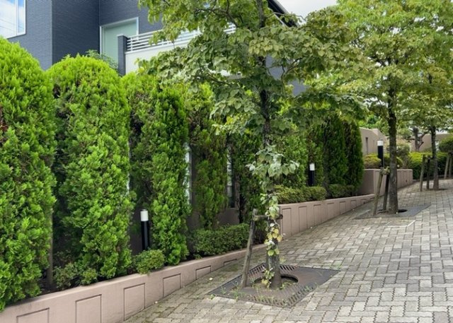 敷地内の豊かな植栽スペースです。約51mの距離にある玉川学園旭ヶ丘児童公園とともに自然の緑を感じられる落ち着いた周辺環境。季節の移ろいを身近に楽しみながら心穏やかに暮らせるロケーションが魅力です。