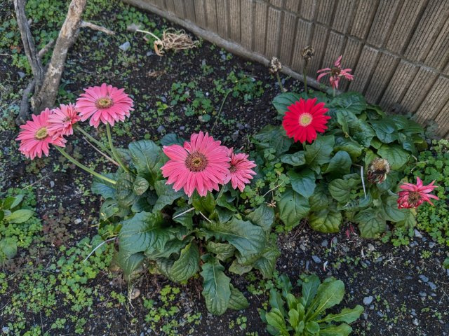 間取り：309000084366