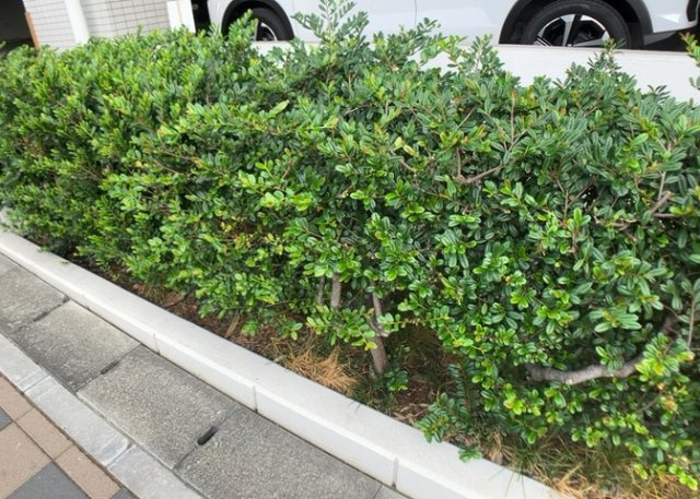 物件によっては、入居者が個人的に使用できる専用庭がついているものもあります。また、住宅の中にある土間の部分を庭と呼ぶこともあります。庭の用途は住む人によって変わり、それによってデザインもさまざまです。
