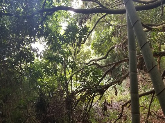 現状山林