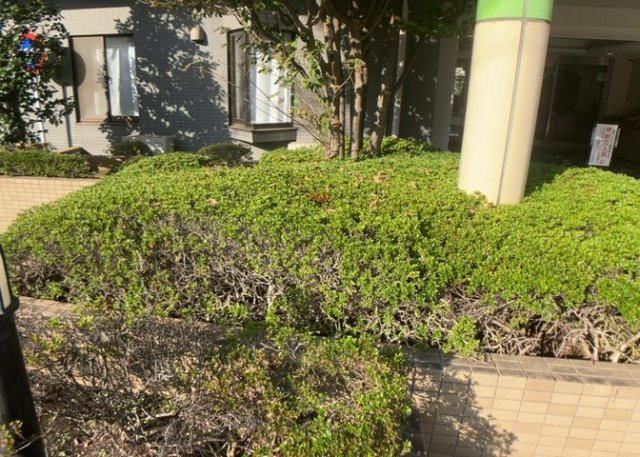 中庭（パティオ）とは、一つの建築物の内部に設けられた、壁などで囲われている庭のことを指します。コの字型、ロの字型が主流ですが、L字型の中庭もあります。最近では、インテリア性の高さからも人気があります。