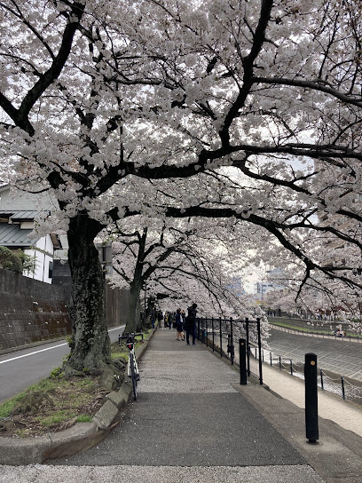 乞田川沿いの桜