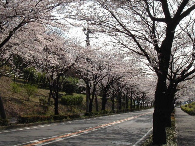 春に咲く団地内の桜並木