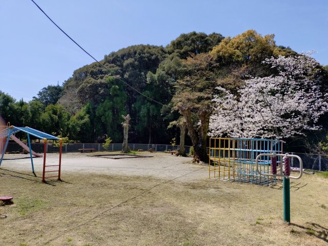 公園内の桜