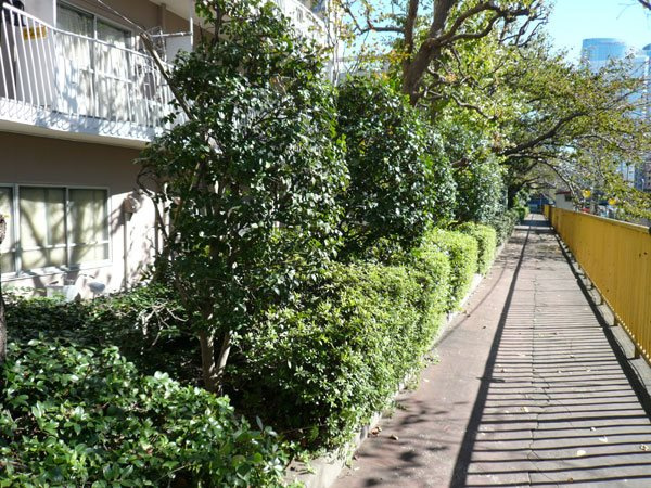 散歩道です