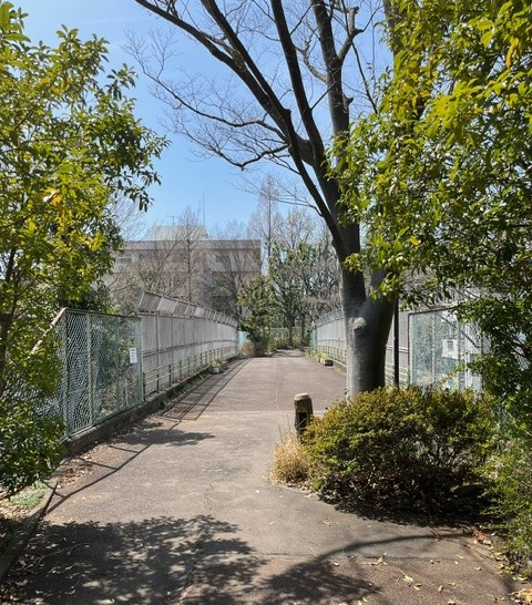 緑道