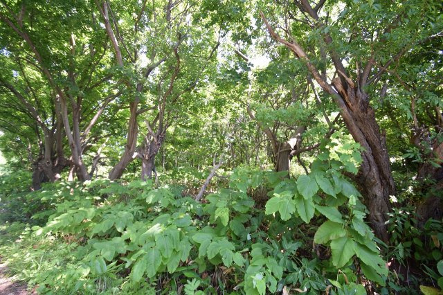 外観：301000081239