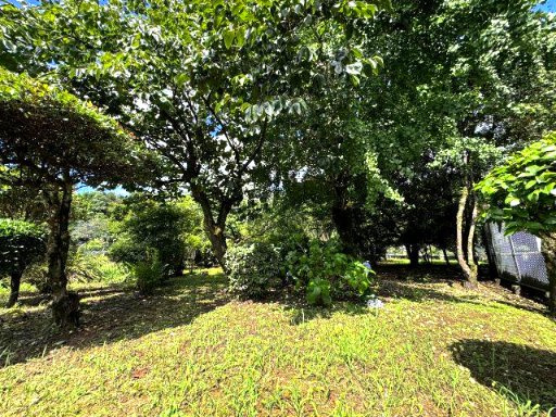 黄梅、白梅、南高梅、銀杏、アジサイ、椿、等四季折々の樹木のある庭園です♪