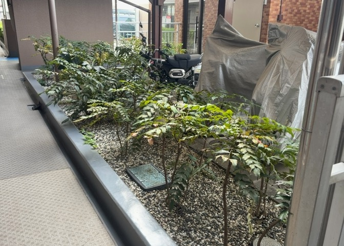 中庭（パティオ）とは、一つの建築物の内部に設けられた、壁などで囲われている庭のことを指します。コの字型、ロの字型が主流ですが、L字型の中庭もあります。最近では、インテリア性の高さからも人気があります。