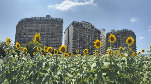 なぎさ公園のひまわり越しの琵琶湖アーバンリゾート外観。2026年8月撮影