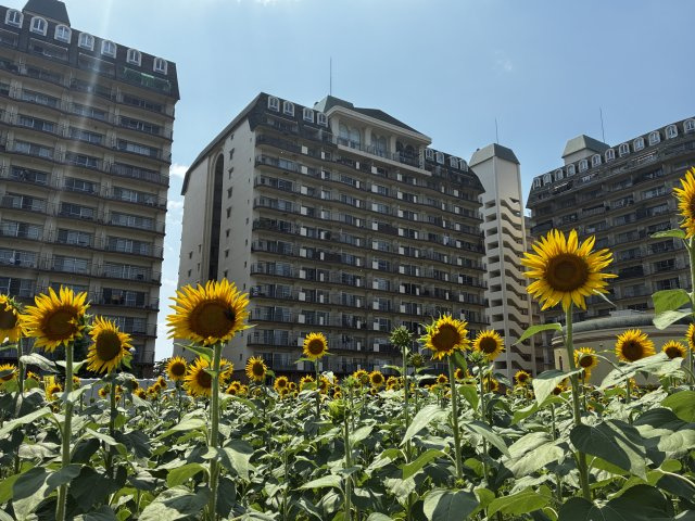 2026年8月、目の前のなぎさ公園にヒマワリが咲き誇っています