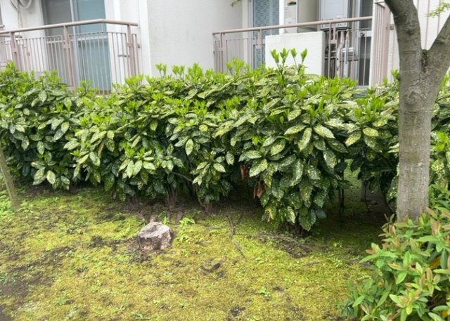 中庭（パティオ）とは、一つの建築物の内部に設けられた、壁などで囲われている庭のことを指します。コの字型、ロの字型が主流ですが、L字型の中庭もあります。最近では、インテリア性の高さからも人気があります。