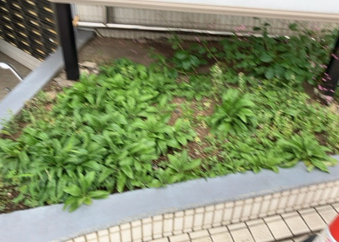 物件によっては、入居者が個人的に使用できる専用庭がついているものもあります。また、住宅の中にある土間の部分を庭と呼ぶこともあります。庭の用途は住む人によって変わり、それによってデザインもさまざまです。