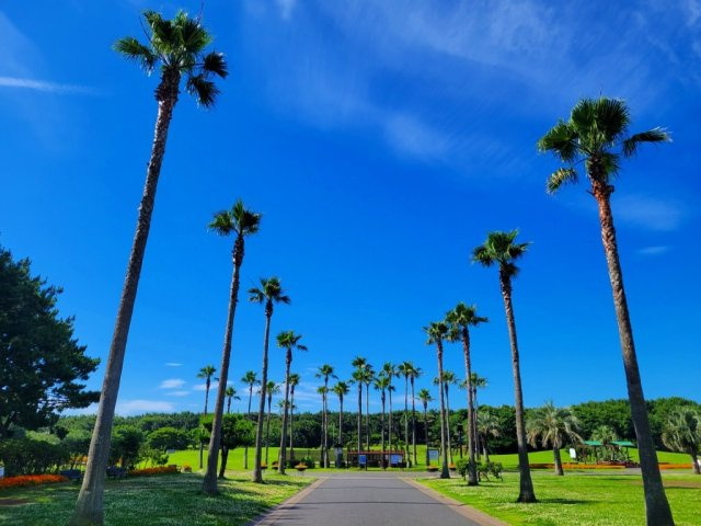 辻堂海浜公園：楽しいイベントが開催されたり、夏にはジャンボプールで遊べます！