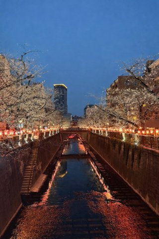 桜の時期の目黒川沿いのラインナップはとても綺麗です。2026年3月撮影