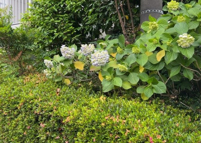 物件によっては、入居者が個人的に使用できる専用庭がついているものもあります。また、住宅の中にある土間の部分を庭と呼ぶこともあります。庭の用途は住む人によって変わり、それによってデザインもさまざまです。