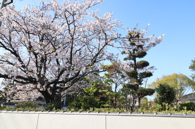敷地内にある桜が咲きました(^^♪
