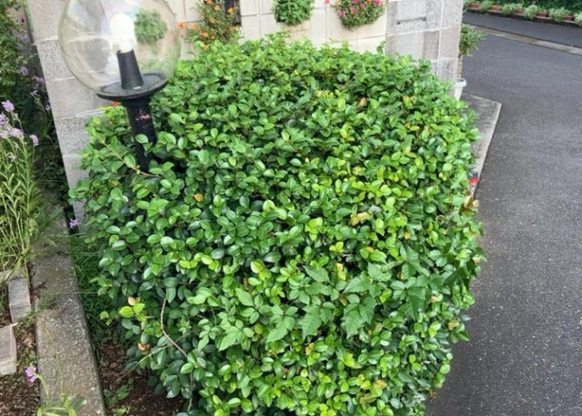 敷地内に整えられた緑豊かな植栽スペースです。季節の移ろいを感じられる樹木が植えられており、住まいに彩りと潤いを与えてくれます。閑静な住宅街である座間市南栗原の落ち着いた環境にマッチしています。