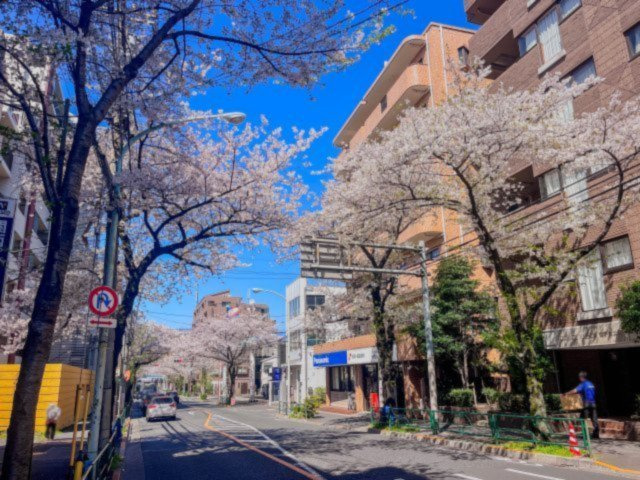 マンション目の前の道路。春には桜並木となっており大変美しい景色。お部屋の窓からも桜を眺めることができます♪
