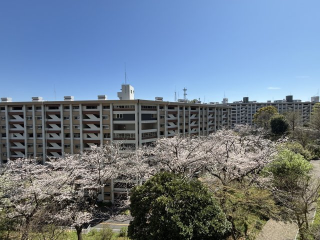 バルコニーからの眺望。桜並木を階下に望みます。