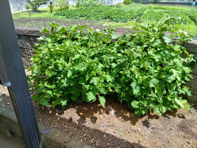 専用庭があります。庭木を植えたり、ガーデニングが楽しめます。