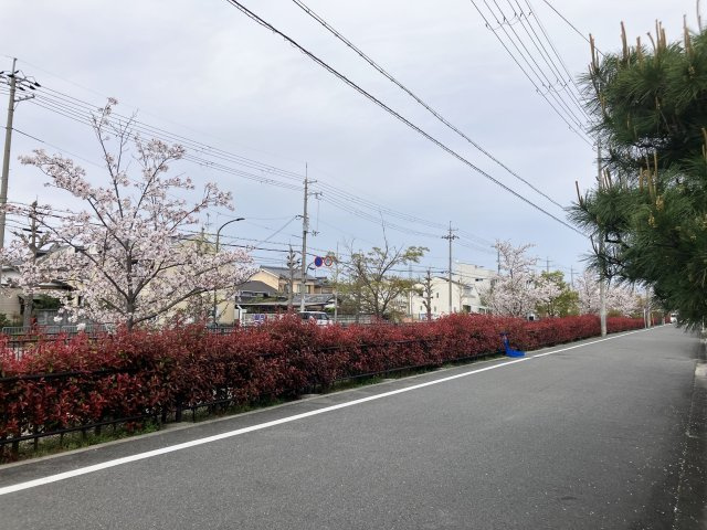 春先の前面道路は桜並木　　　