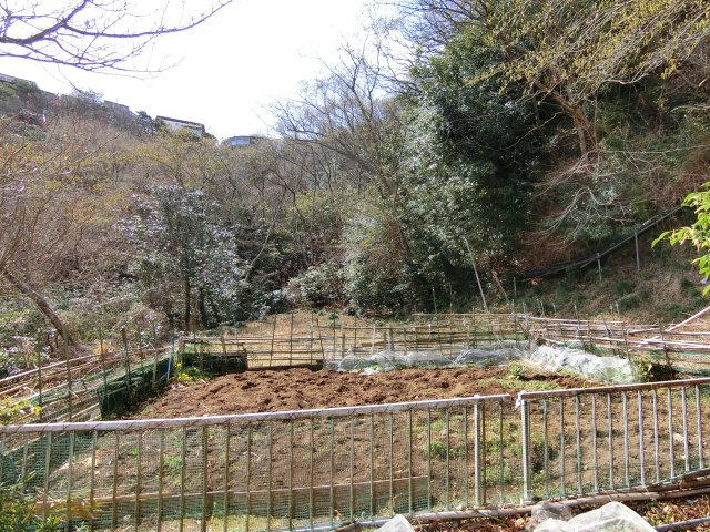 庭