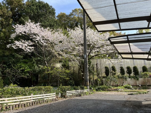 庭