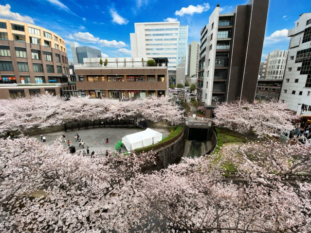 中目黒駅徒歩2分　春爛漫　目黒川沿いの満開の桜をベランダからの眺望で楽しめます（2025年3月撮影）