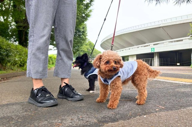 駒沢公園を日常の散歩コースにする贅沢。四季を感じる散策路が、愛犬との日常を彩ります。